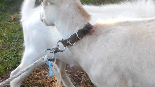 Козёл и коза