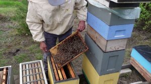 гнгездо шестирамочного улья. сколько нужно корпусолв.