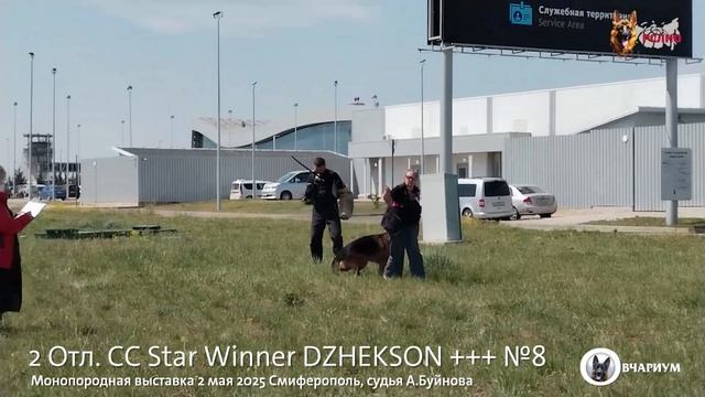 2 Отл. СС Star Winner DZHEKSON +++ №8 / КЧК СИМФЕРОПОЛЬ 2 мая`25 А.Буйнова Моно немецких овчарок