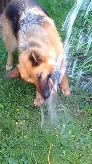 Жаркий вечер. Пить хотят не только грядки!!!