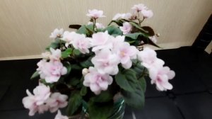 Фиалка трейлер. Что это такое_ Два трейлера_ Rob's Vanilla Trail и Dancin Trail. Видео из архива.