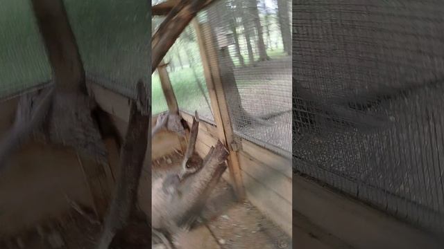 белочка 🐿️ смотреть онлайн