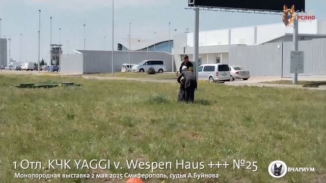 1 Отл. КЧК YAGGI v. Wespen Haus +++ №25 / КЧК СИМФЕРОПОЛЬ 2 мая`25 А.Буйнова Моно немецких овчарок