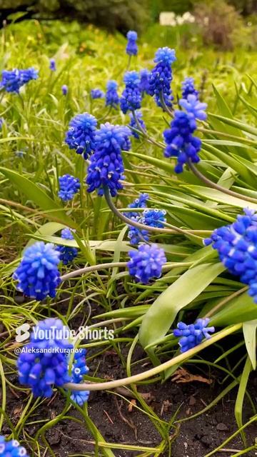 Мускари или Мышиный гиацинт #flowers #nature #цветыдлядома #garden #сад #дача