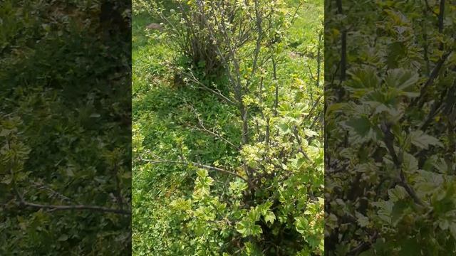 Мой мини сад.mp4 смотреть онлайн