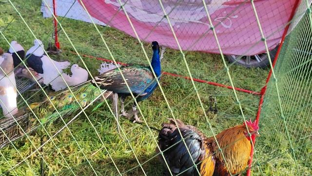 4.05.2025г Ярмарка Усть-Лаба ч.3 смотреть онлайн