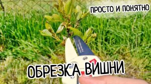 Обрезка вишни весной и летом! ПРОСТО и ПОНЯТНО! Крона в виде ШАРА! Получи шикарный урожай.
