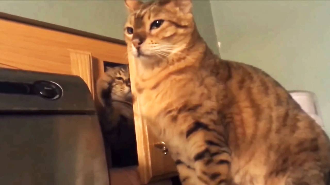 Смешные кошки - Сборник смешных кошек - 1 смотреть онлайн