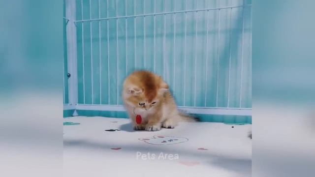 Улетные приколы с животными смех до слез  ЧАСТЬ 9