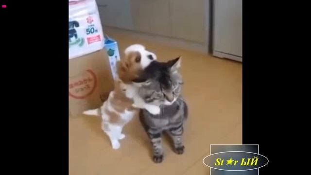 Звериная дружба. Люди так не могут