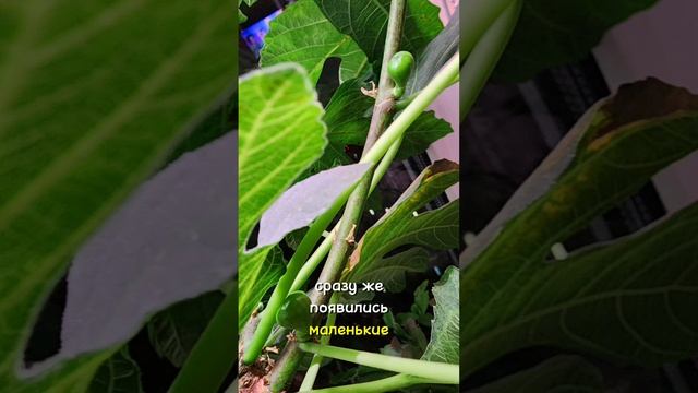 Инжир на подоконнике дал первый урожай 👌