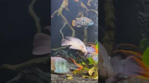 Цихлозома бриллиантовая