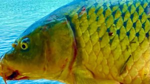 20 МИНУТУ БОРЬБЫ ЭТО ТРОФЕЙ НА УДОЧКУ рыбалка на удочку весной