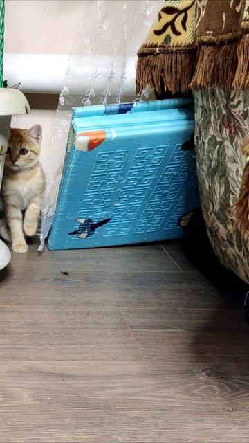 Это игра. #котята смотреть онлайн