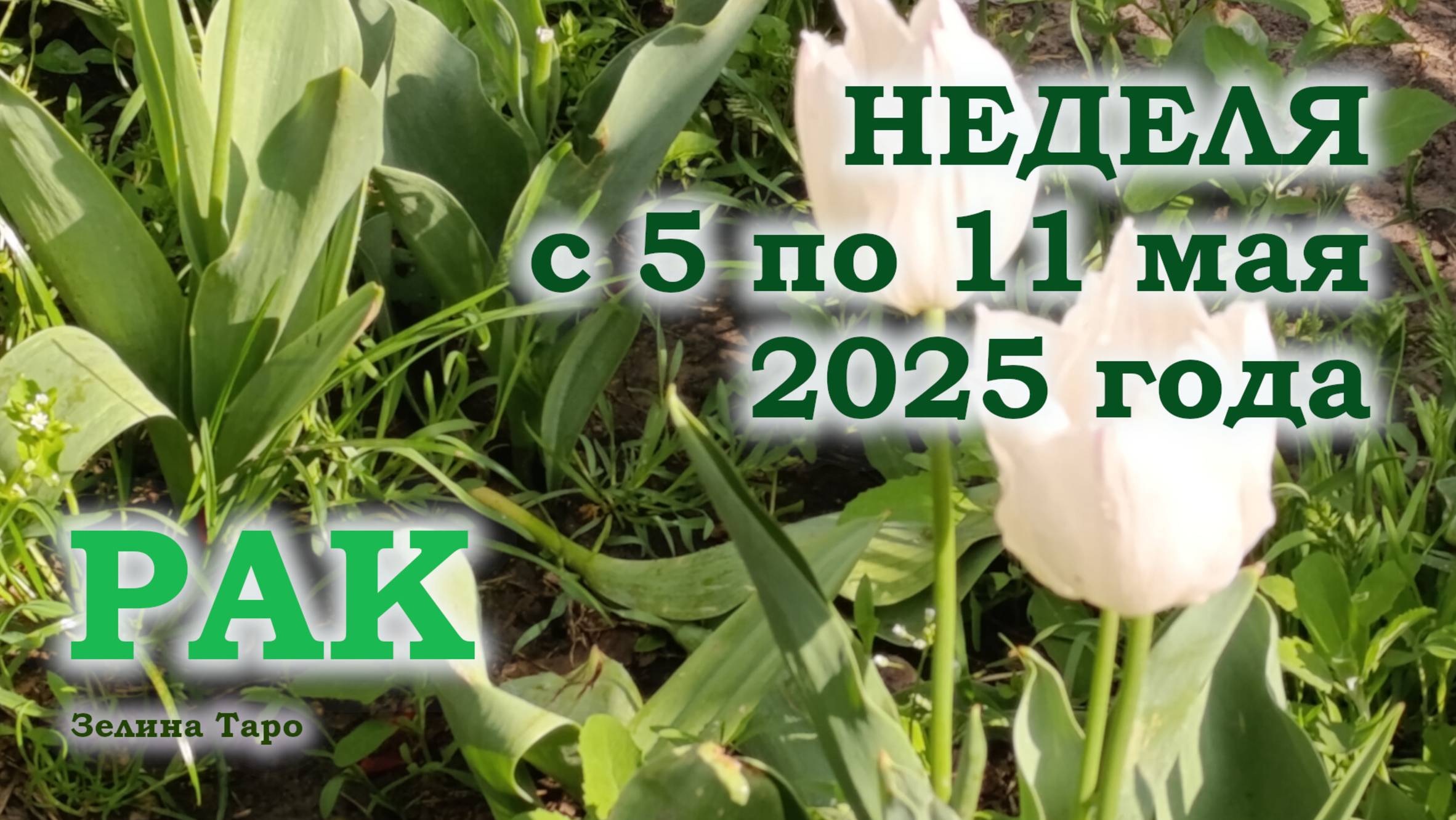 РАК | ТАРО прогноз на неделю с 5 по 11 мая 2025 года