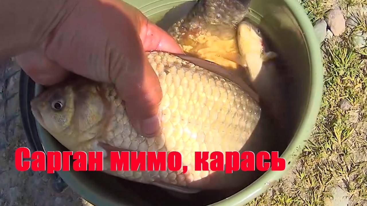 Рыба САРГАН сегодня мимо, а КАРАСЬ клюет смотреть онлайн
