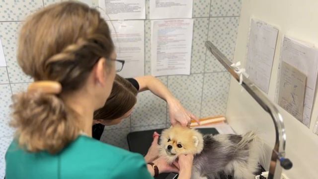 Вакансия в ветеринарной клинике смотреть онлайн