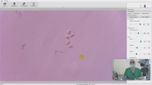 2025-04-30 Получение двухбластомерных эмбрионов мыши для химеризации с эмбриональными стволовыми