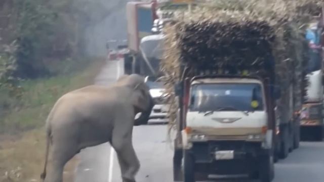 Нападение животных на людей