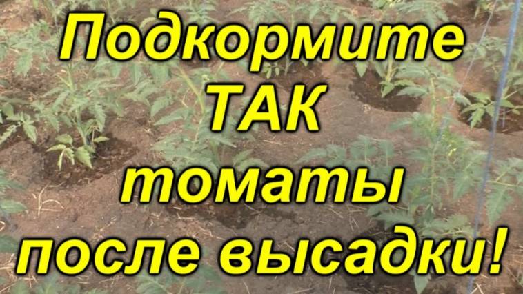 💪 Важная подкормка для томатов — гарантия богатого урожая! 🔥 Не пропустите этот важный этап! смотреть онлайн
