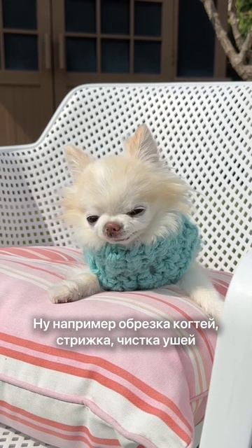 Почему собачуля зевает