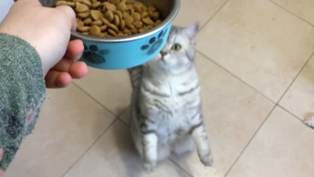 Смешной кот Локи , что делает Локи когда я не снимаю серии . смотреть онлайн