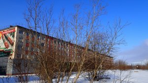 2025.05.04. Норильск. ул. Красноярская. Почки на ивах. Читайте описание.