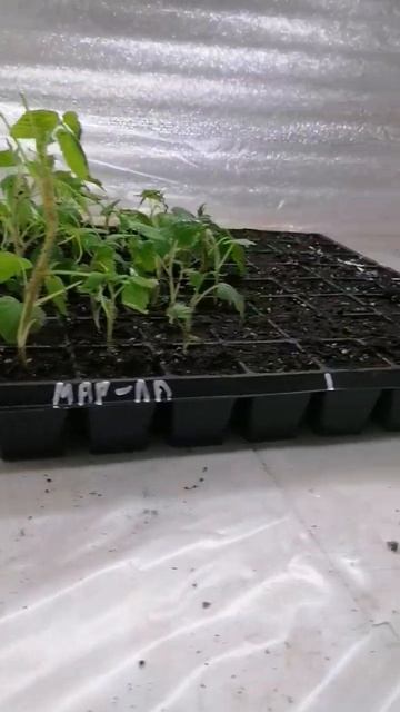 #лайфхаки #термос #теплоизоляция #тепло #малина #сладка смотреть онлайн