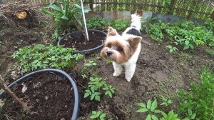 Компостная собака. Цветёт голубика Дюк. Вкусные куриные голени.