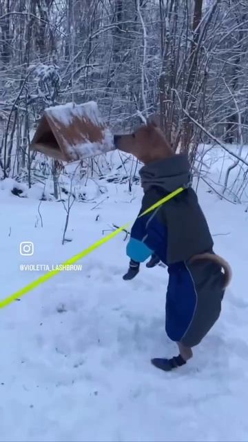 Тюля и зимняя экотропа. Гуляем ) смотреть онлайн