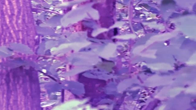 Воспоминания о прогулке в лесу Memories Of A Walk In The Forest