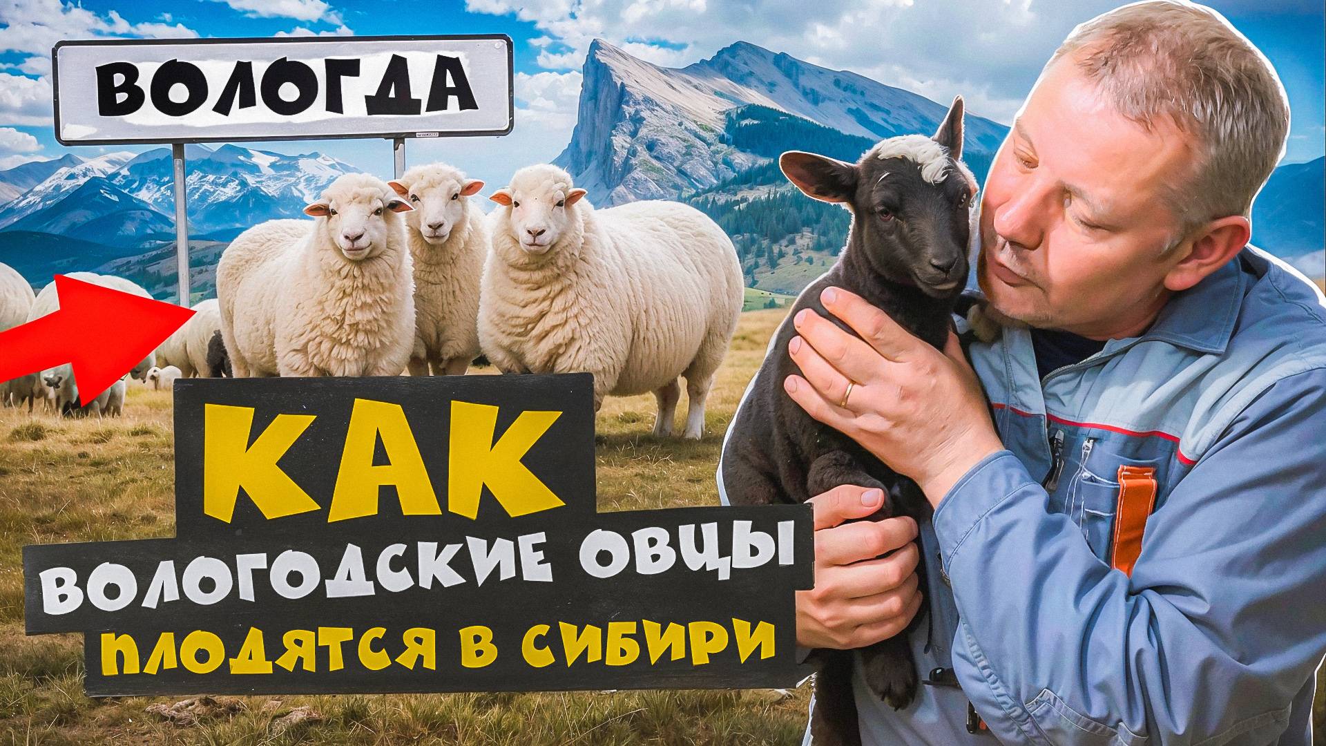 Невероятно, но факт: РОМАНОВСКИЕ ОВЦЫ успешно обживают #МоеПодворье