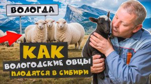 Невероятно, но факт: РОМАНОВСКИЕ ОВЦЫ успешно обживают #МоеПодворье