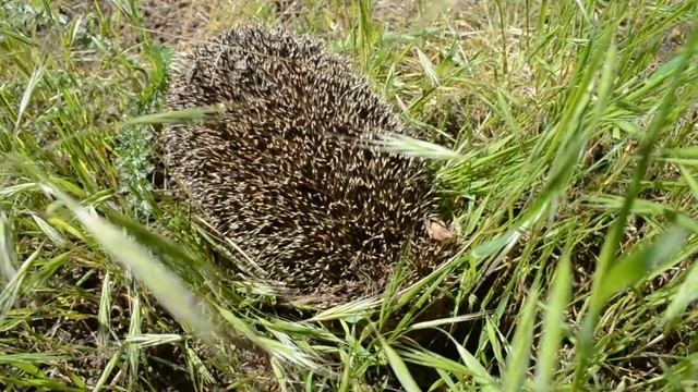 Трусливый ежик смотреть онлайн