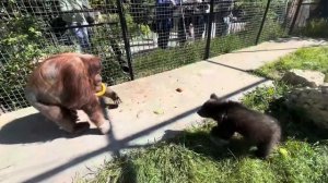 Вот это ДА! Олег Зубков знакомит медвежат Топу и Кнопу с добрым орангутаном Даной!Кто кого  БОИТСЯ?