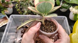 БОЛЬШАЯ ПЕРЕСАДКА ХОЙЕК