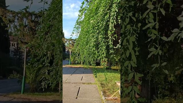 АБХАЗИЯ. ЦАНДРЫПШ. ДОМ ОТДЫХА,, ПСОУ". ФОНТАН,, ЛИСА И ЖУРАВЛЬ"