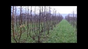 ФОРМИРОВКА  ЯБЛОНЬ БИ БАУМ.ДВУХЛИДЕРНАЯ