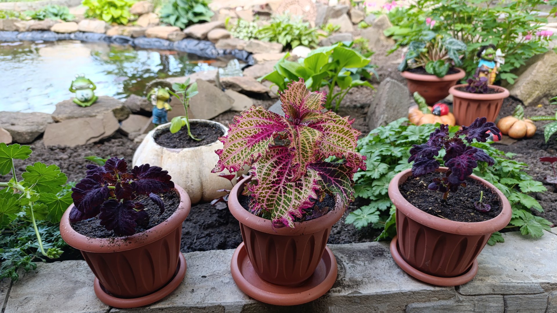 04-05-2025 Обстригла самшит🫣. Занимаюсь цветами. смотреть онлайн