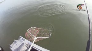 Рыбалка троллингом в Молчаново и все о ТРОЛЛИНГЕ на реке Обь! (14.08.2024)