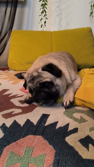 Роговое недоверие