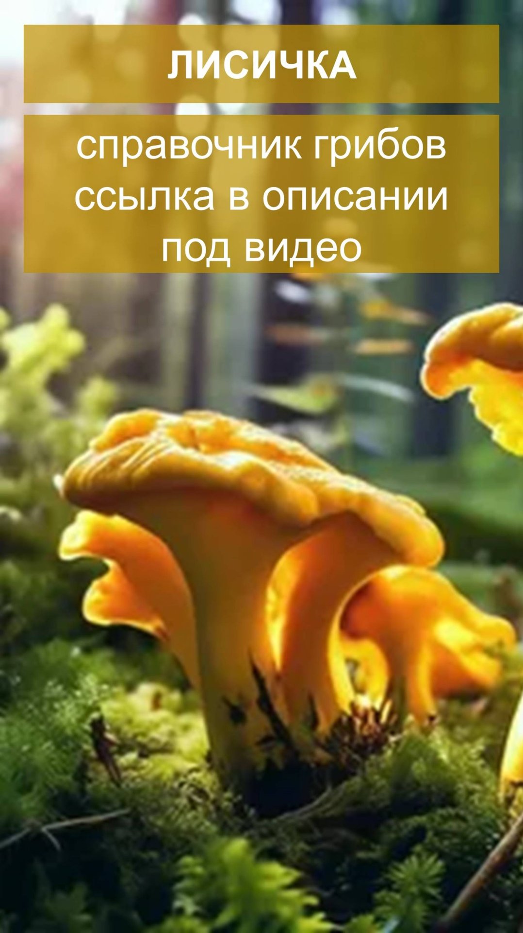 Лисичка - справочник грибов смотреть онлайн