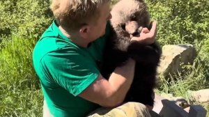 Олег Зубков рассказывает о том останутся ли медвежата Топа и Кнопа в Тайгане или найдут новый дом!