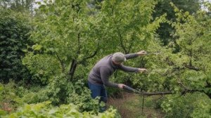 Как обрезать чёрную смородину после сбора ягод - Советы для сада