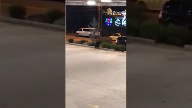 Медведь гуляет по городу. смотреть онлайн