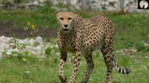 Самый красивый нашид 3 🟢