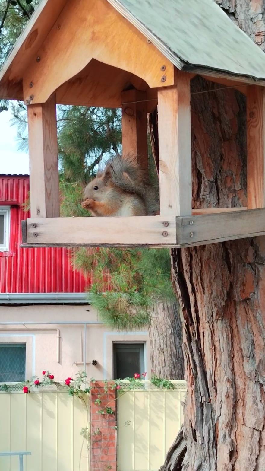 Прогулка в Геленджике. Белочка в центре Геленджика смотреть онлайн