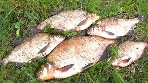 ДОНКА или ФИДЕР Ловля леща на ОКЕ ! Открытие сезона 2022!