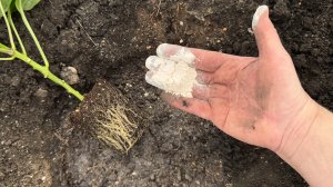 Пару грамм в лунку и даже чахлые огурцы, томаты, перцы вмиг приживутся и дадут море урожая