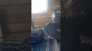 Два брата связаны